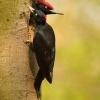 Datel cerny - Dryocopus martius - Black Woodpecker 2084